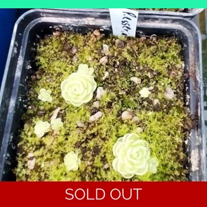 Pinguicula esseriana